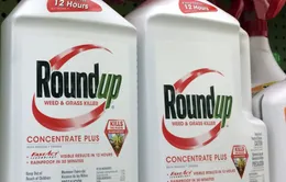 Australia xử vụ kiện Monsanto về thuốc diệt cỏ gây ung thư