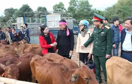 Viettel trao tặng bò giống cho hộ nghèo trong khuôn khổ chương trình 30A của Chính phủ