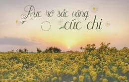 Rực rỡ sắc vàng cúc chi