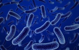 Trò chuyện cùng Dr.ANH: Vai trò của lợi khuẩn Bacillus với sức khỏe con người