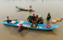 Nông dân Hậu Giang bỏ lúa vụ 3, thả cá lên ruộng