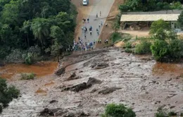 Thiệt hại môi trường sau thảm họa vỡ đập tại Brazil