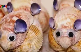 Độc đáo mỹ nghệ làm từ vỏ ốc