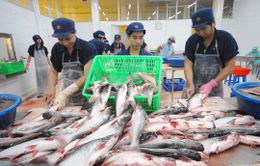 Thêm cơ hội xuất khẩu cá tra vào Mỹ