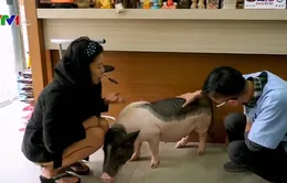 Tương lai của những chú lợn cảnh sau Tết Nguyên đán Kỷ Hợi