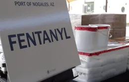 Mỹ thu giữ lượng fentanyl lớn nhất từ trước tới nay