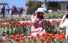 Lễ hội hoa tulip tại Bà Nà được trao kỷ lục Guinness Việt Nam