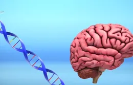 Việc chỉnh sửa gene có thể làm tăng khả năng trí não của con người