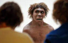 Các nhà khoa học công bố phát hiện mới về người Neanderthal