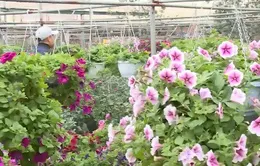 Nghệ nhân trẻ tạo dựng làng nghề hoa cây cảnh