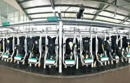 Vinamilk tiếp tục nhập hơn 1.600 con bò sữa HF và A2 từ Mỹ cho trang trại thứ 12 tại Việt Nam