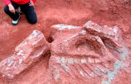 Phát hiện nhiều hóa thạch xương khủng long tại Chile