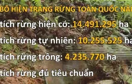 Triển khai nhiều giải pháp phát triển rừng