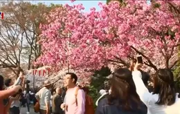 Mùa hoa anh đào nở - Cơ hội kinh doanh cho dịch vụ và du lịch Nhật Bản