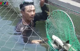 Quảng Ngãi yêu cầu chấm dứt nuôi cá lồng bè tự phát ở khu vực biển và sông Trà Bồng