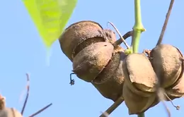 Nông dân lao đao vì trồng tự phát cây Sachi