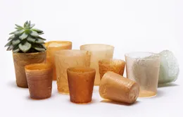 Vỏ tôm có thể giảm ô nhiễm rác thải nhựa
