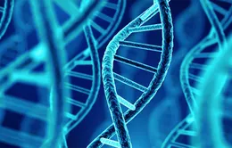 Phát hiện người đàn ông có DNA lâu đời nhất ở Bắc Mỹ