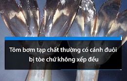 Cách phân biệt tôm bơm tạp chất và tôm sạch