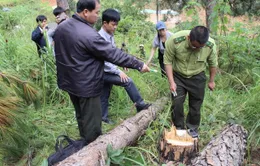 Lâm Đồng: 90.000ha rừng bị chặt phá trong hơn 5 năm trở lại đây