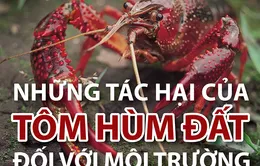 Tôm hùm đất nguy hiểm thế nào với môi trường?