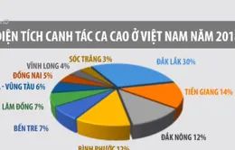 Giá ca cao tăng lên hơn 55 triệu đồng/tấn
