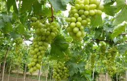 Mẹo chọn nho Ninh Thuận