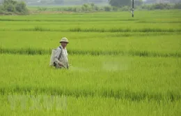 Thái Bình: Tạm hoãn các cuộc họp để cứu lúa