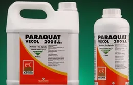 Liên tiếp bệnh nhân ngộ độc thuốc diệt cỏ Paraquat nhập viện