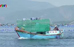 Khó di dời lồng bè nuôi thủy sản ở Cam Ranh