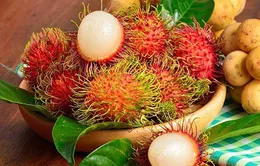 Lá và trái chôm chôm Việt Nam được chiết xuất thành mỹ phẩm
