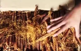 Phân biệt nhân sâm thật với nhân sâm giả