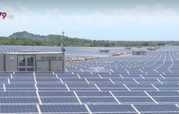 Ninh Thuận: Nhà máy điện mặt trời Thuận Nam 19 hòa lưới điện quốc gia
