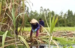 Làm gì để ngành mía đường vượt "bẫy" hội nhập?