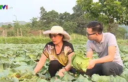 Khám phá nông trại trồng rau trái vụ tại Mộc Châu