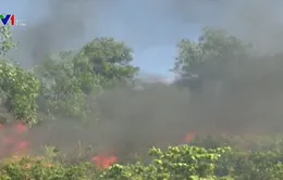 Chưa dập tắt hoàn toàn vụ cháy rừng keo ở Quảng Nam