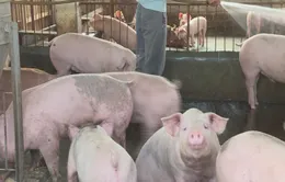 Huyện Chư Prông, Gia Lai công bố hết dịch tả lợn châu Phi