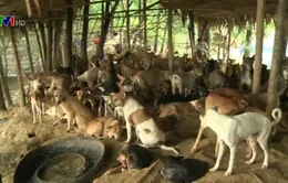 Chiến dịch bắt chó lạc ở Yangon, Myanmar