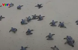 Hơn 1.500 rùa con sinh trưởng ở Cù Lao Chàm