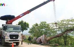 “Chi phí di dời hoa sữa ở Hà Nội được chi từ ngân sách”