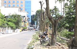 Hà Nội công bố cây thay thế hàng hoa sữa trên đường Trích Sài