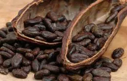 Giá cacao giảm mạnh