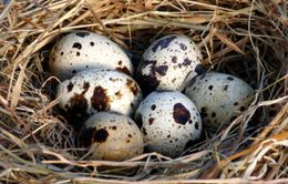 Trứng chim cút mang lại nhiều tác dụng cho sức khỏe