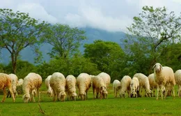 Buổi sáng trên đồng cừu