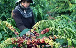 Hơn 1,1 triệu lượt hộ nghèo được vay vốn chính sách