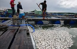 Vũng Tàu: Nghi nhà máy xả thải làm cá chết, người dân yêu cầu xét nghiệm mẫu nước