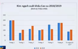 Giá cao su giảm mạnh