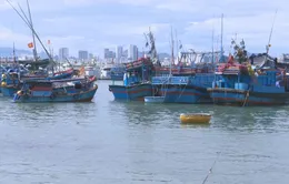 Hàng loạt tàu cá nằm bờ Nam Trung Bộ