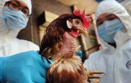 Ca nhiễm cúm gia cầm H5N6 ở người tại Trung Quốc