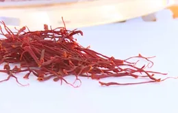 Xuất khẩu saffron của Iran đang trên đà giảm sút